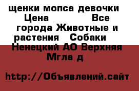 щенки мопса девочки › Цена ­ 25 000 - Все города Животные и растения » Собаки   . Ненецкий АО,Верхняя Мгла д.